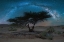 Picture of THE LONELY TREE
