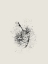 Picture of BRUSH SPLATTERS #2
