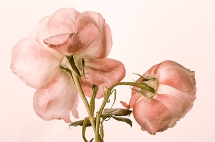 Picture of DOUBLE