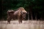 Picture of EUROPEAN BISON