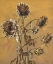 Picture of SUNFLOWER