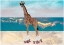 Picture of GIRAFFE ROLLERSKATING ON THE BEACH LANDSCAPE