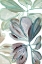 Picture of AQUA FLORAL 1