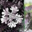 Picture of HYBRID FLOWER III.MMXXIV