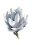 Picture of MAGNOLIA ELISA ODENWALD