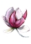 Picture of MAGNOLIA LENNEI