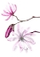 Picture of MAGNOLIA LEONARD MESSEL