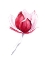 Picture of MAGNOLIA SATISFACTION