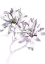 Picture of MAGNOLIA STELLATA WATERLILY