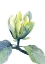 Picture of MAGNOLIA ACUMINATA BLUE