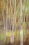 Picture of BIRCH IN SPRINGLIGHT