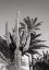 Picture of CACTUS BW LAS VEGAS