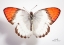Picture of BUTTERFLY - 3