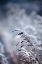 Picture of FROSTY MORNING 5