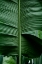 Picture of LEAVES 15
