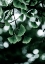 Picture of GINKO 1