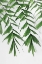 Picture of SUMMER BRANCHES 3