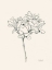 Picture of CHERRY BLOSSOM