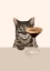 Picture of TABBY CAT WITH ESPRESSO MARTINI COCKTAIL