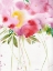Picture of PINK BLOSSOMING