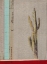 Picture of CACTUS III