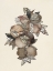 Picture of POMEGRANATE (1867) RUFUS KING