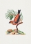 Picture of RED CROSSBILL