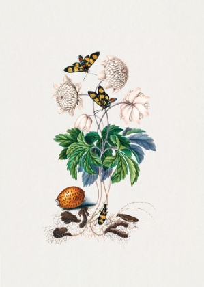 Picture of DOUBLE FLOWER CULTIVAR