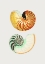 Picture of GREAT NAUTILUS