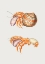 Picture of DIOGENES CRAB
