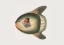 Picture of SHORT SUN FISH