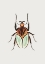 Picture of CACIQUE BEETLE