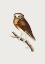 Picture of WHITE FRONTED OWL