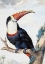 Picture of RED BILLED TOUCAN