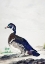 Picture of A DUCK
