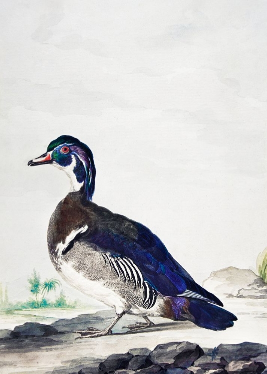 Picture of A DUCK