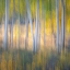 Picture of AUTUMN BLISS