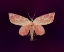 Picture of BUTTERFLY
