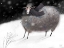 Picture of SHEEP