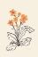 Picture of PRIMULAS FLOWERS