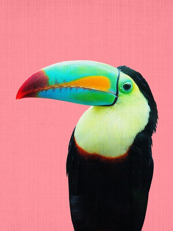 Picture of TOUCAN