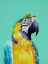 Picture of MACAW