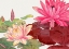 Picture of NYMPHAEA LOTUS NO.2