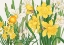 Picture of DAFFODIL NO.2