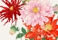 Picture of DAHLIA FLOWER NO.2