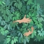 Picture of PLANT LOVER