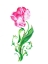 Picture of SINGLE PARROT TULIP RE WORKED