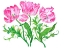 Picture of THREE PARROT TULIPS