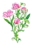 Picture of FOUR  PARROT TULIPS
