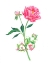 Picture of PINK PEONY
